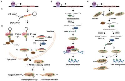 Small RNAs: The Essential Regulators in Plant Thermotolerance